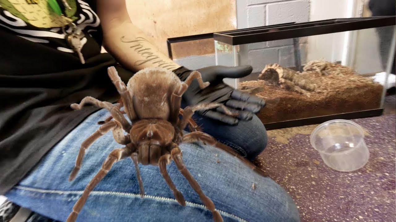 biggest spider in the world