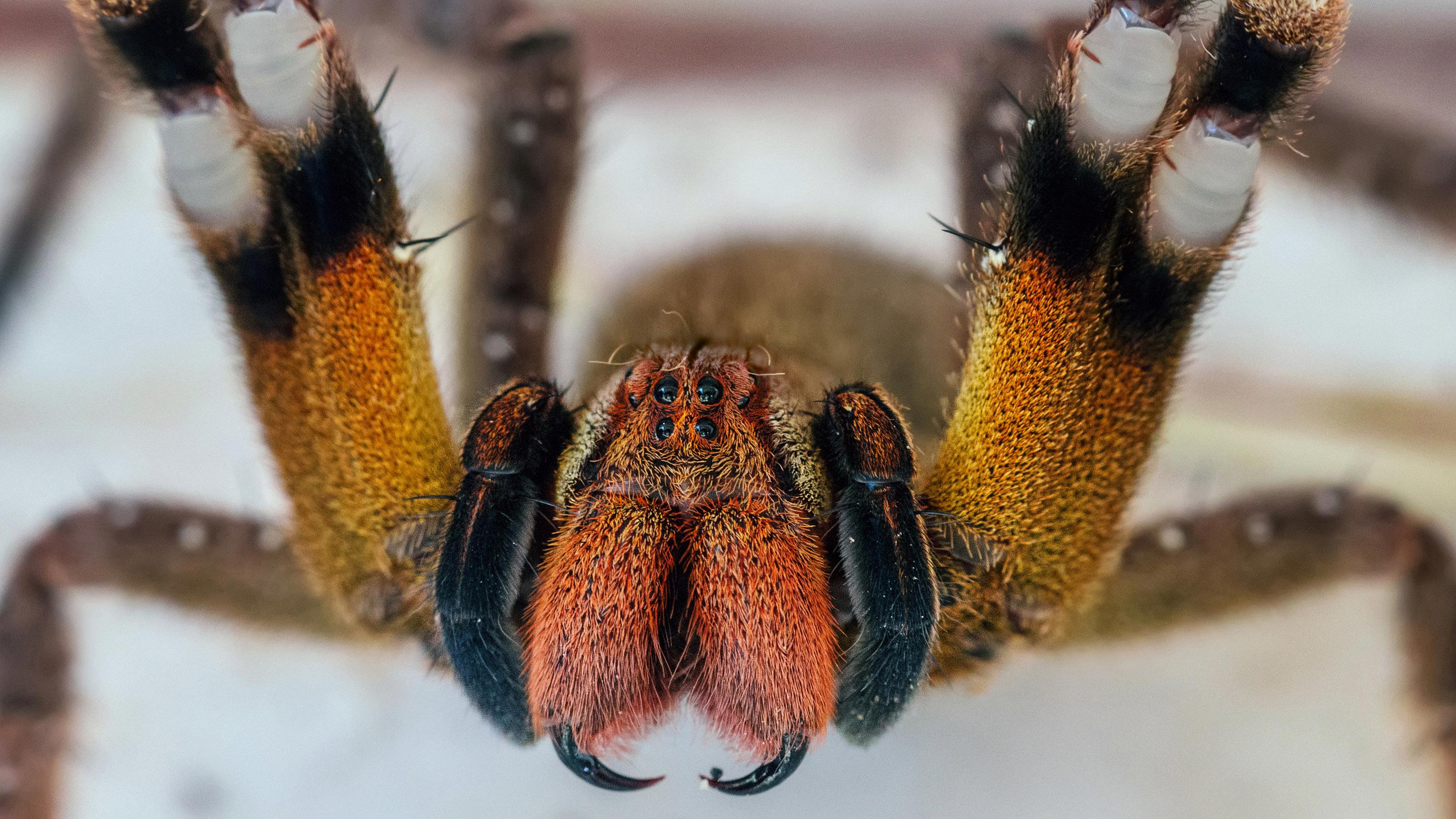 wandering brazilian spider facts