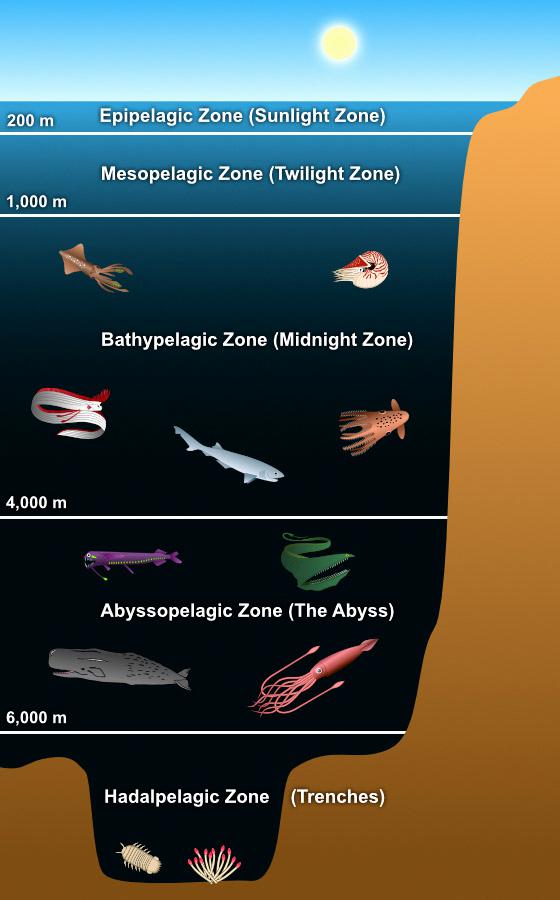 20 Facts About The Abyssal Zone And Sealife [2023]