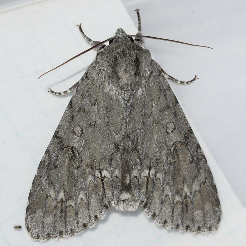 american dagger moth