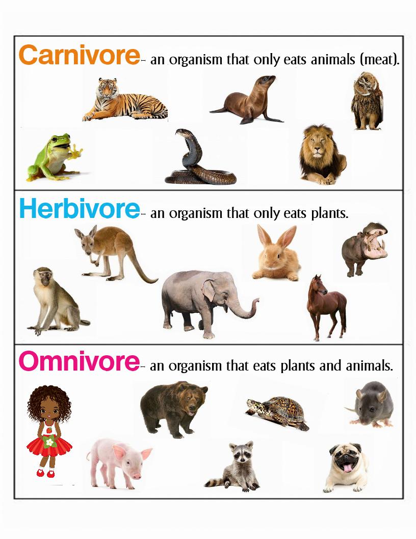 What Animals Are Omnivores [2023]