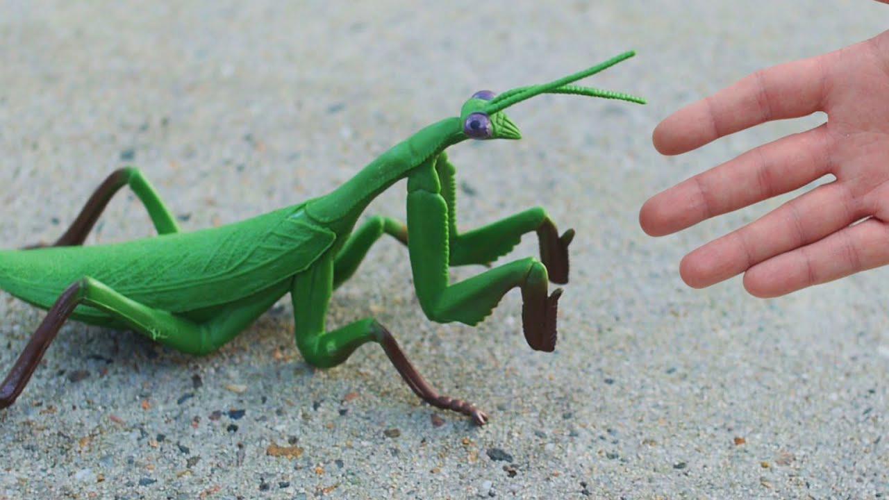 are praying mantis dangerous