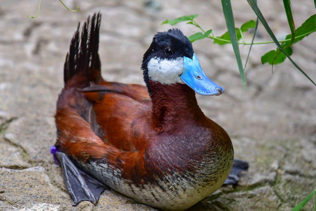 blue bill duck