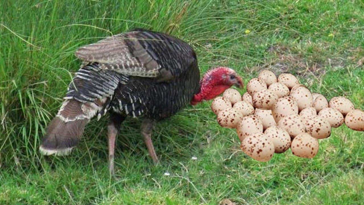 35 Facts About Turkeys - Do They Lay Eggs? [2023]
