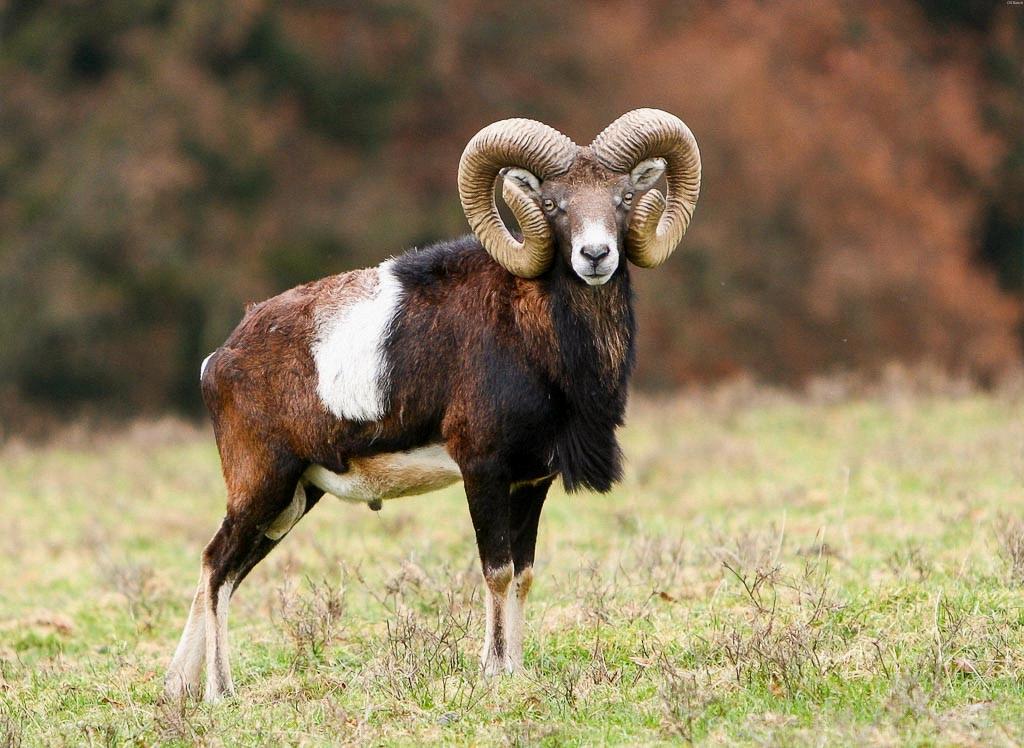 33 Mouflon Facts [2023]