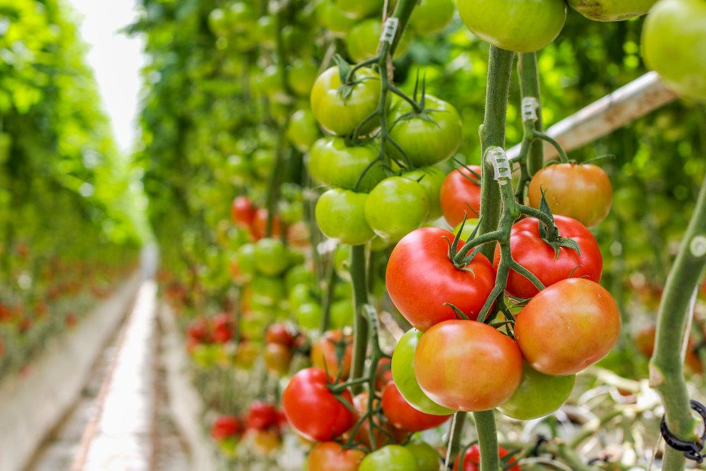 where did tomatoes originate