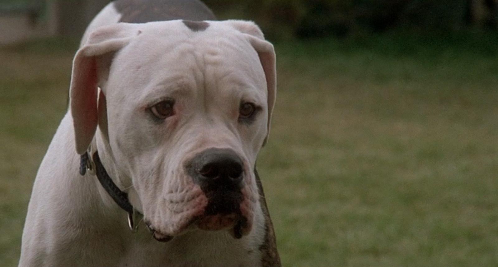 what kind of dog was chance from homeward bound