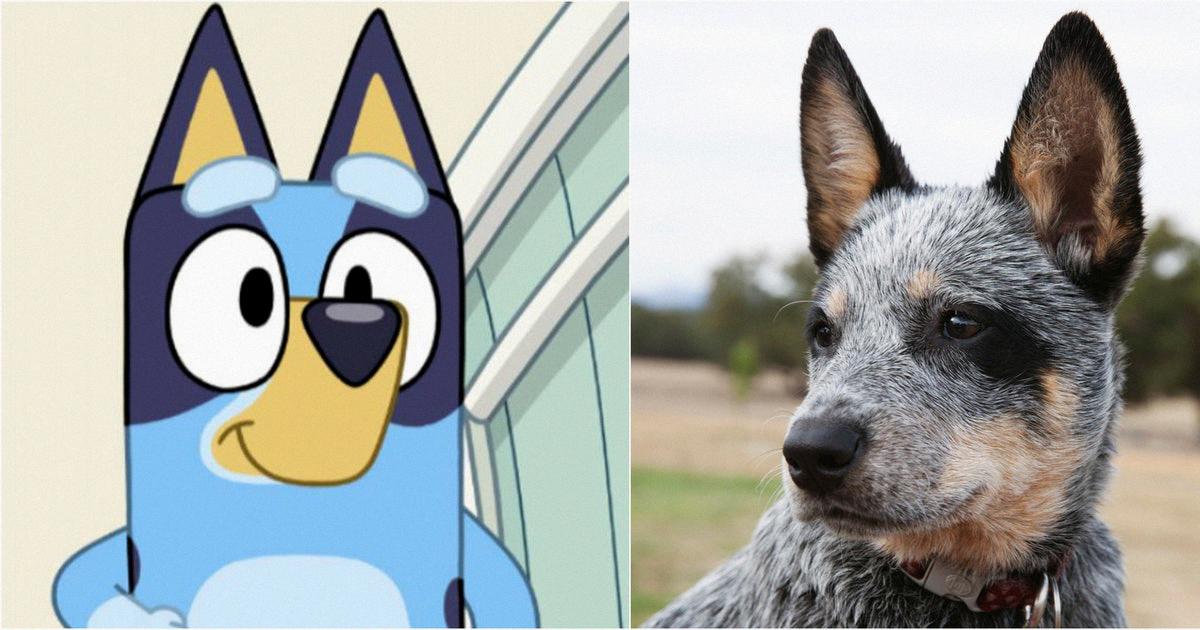 what type of dog is bluey