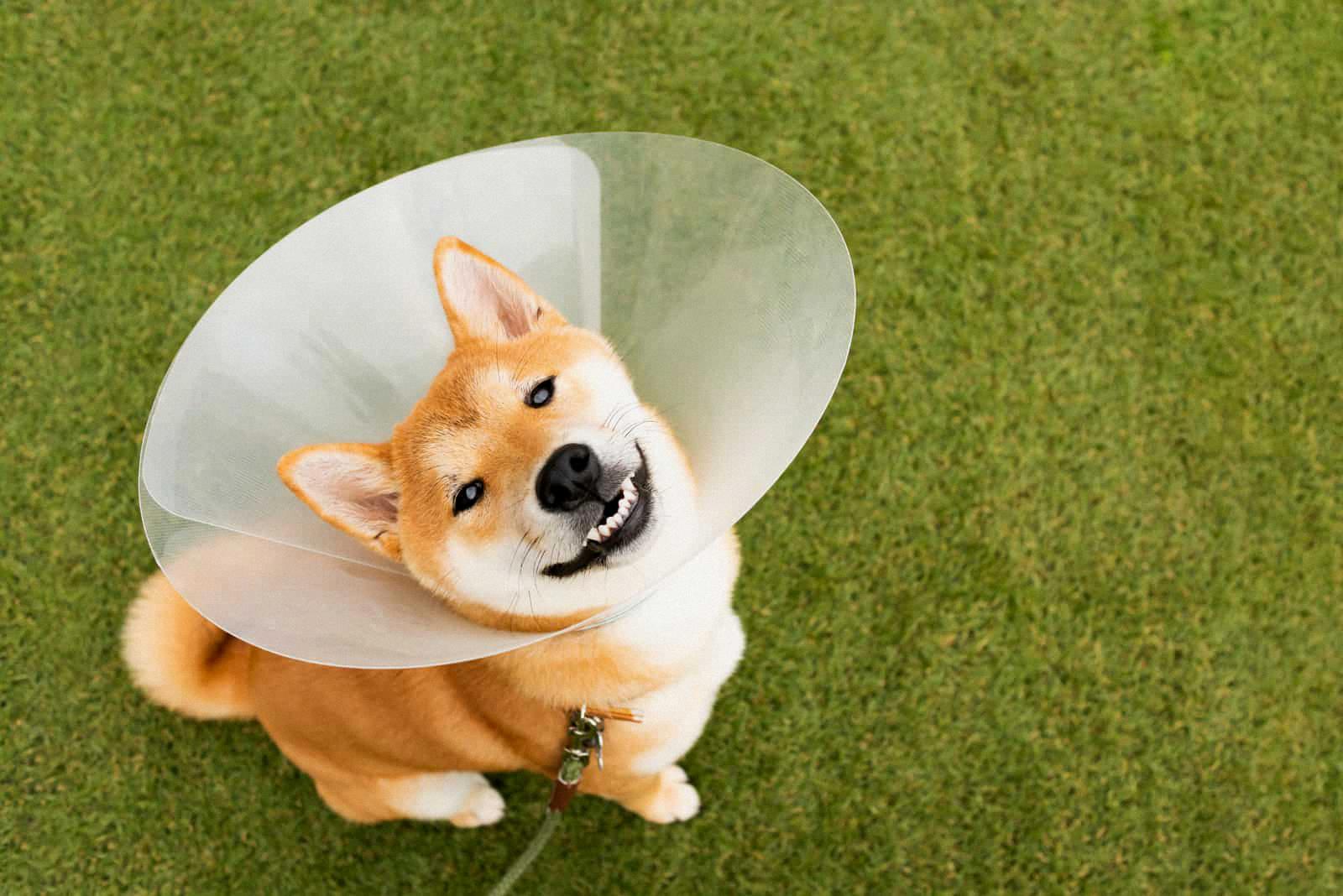 when to take cone off dog after neuter