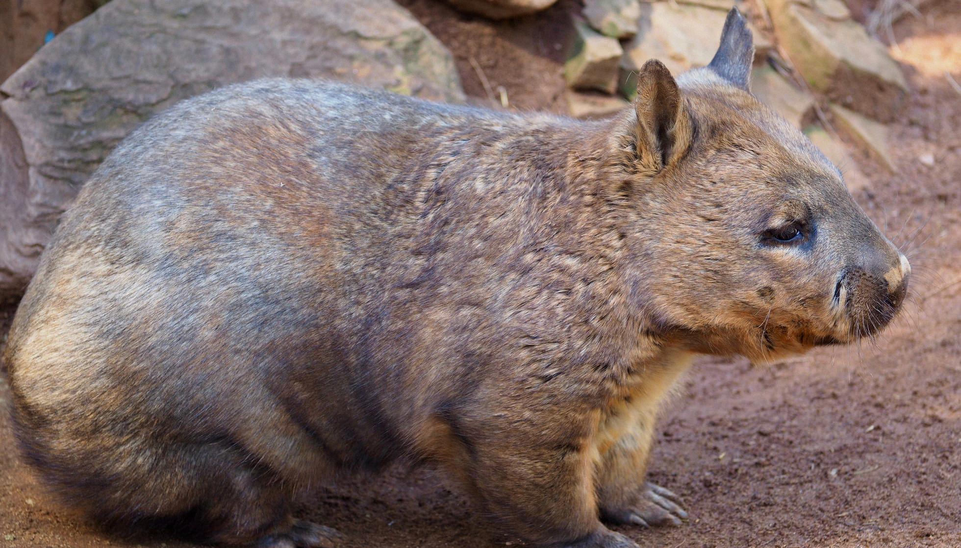 34 Facts About The Northern Hairy Nosed Wombat [2023]