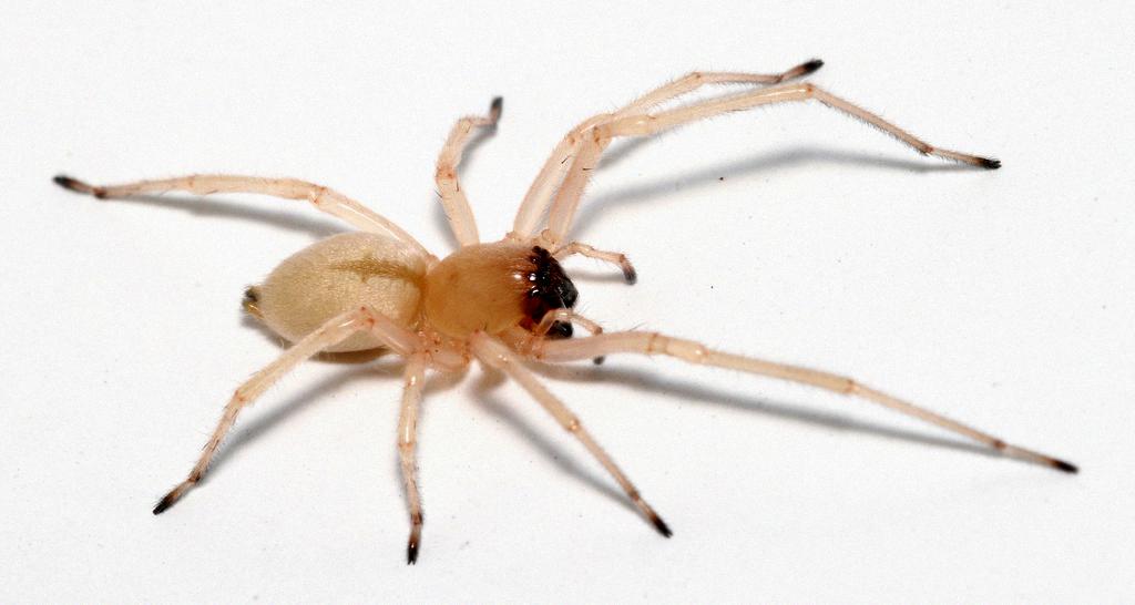 black footed yellow sac spider