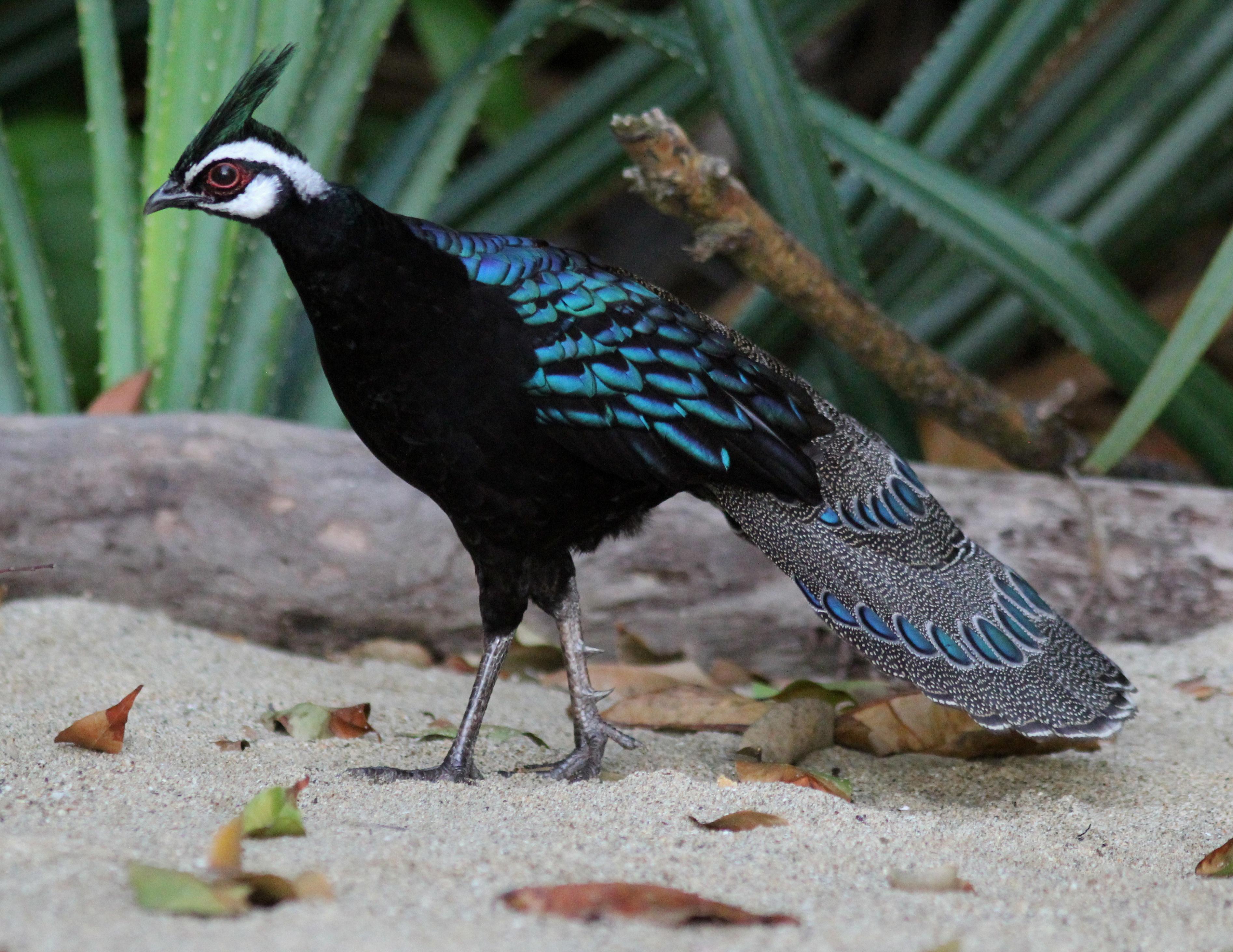 The Beauty of the Palawan Peacock Pheasant [2023]