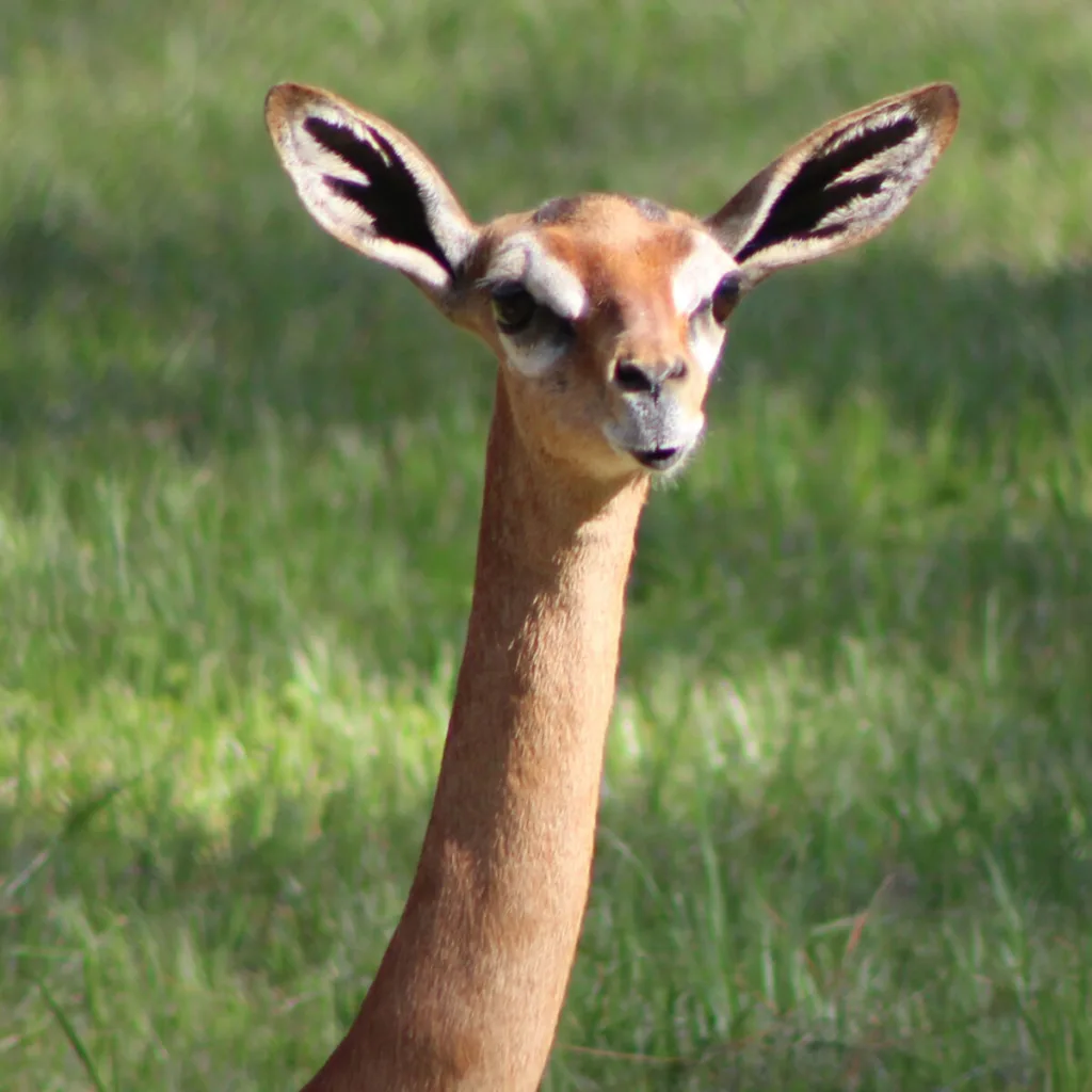 Giraffe-Necked Antelope: Exploring the Unique Gerenuk