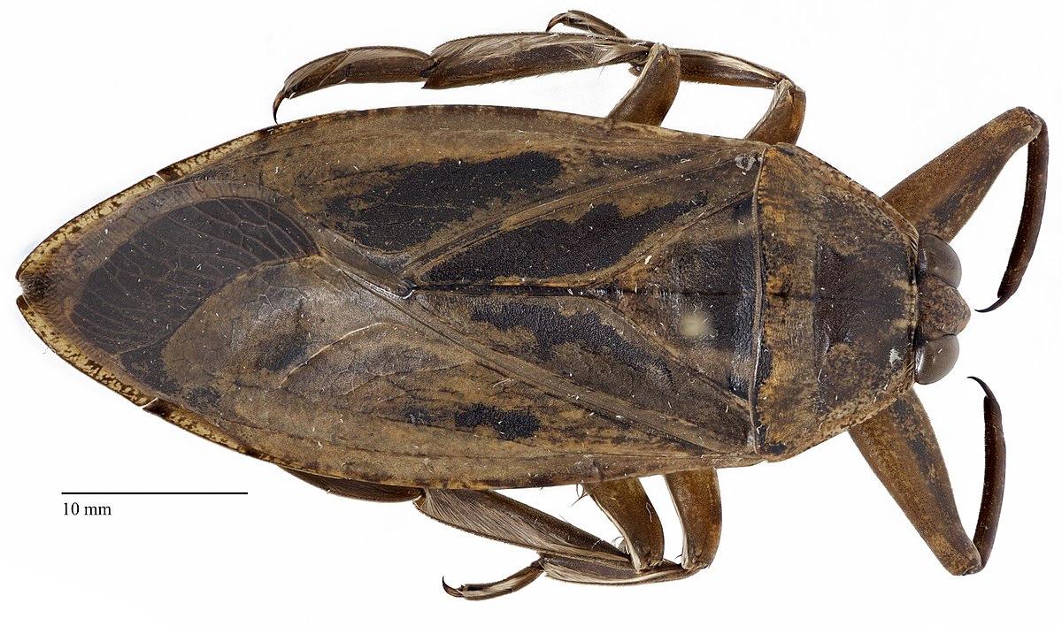 Гигантские водяные жуки: самые большие насекомые в Северной Америке [2023]