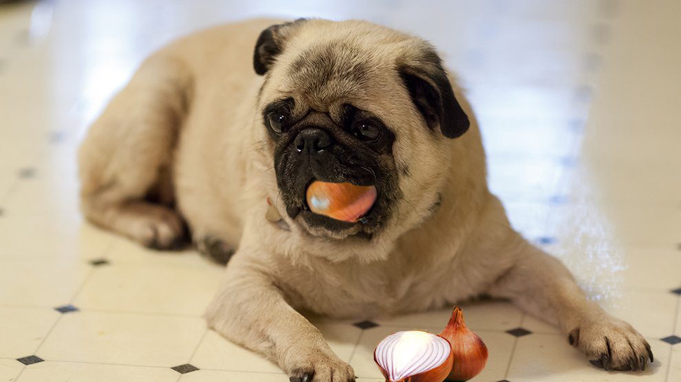 Are Onions Toxic to Dogs?
