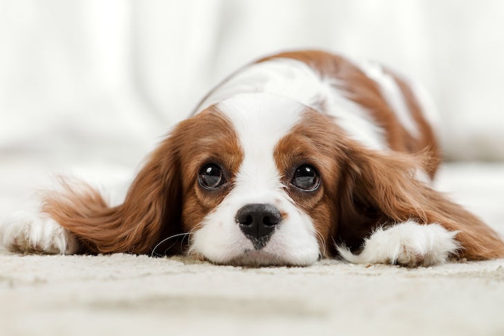 How Long Can A Dog Live With High Liver Enzymes