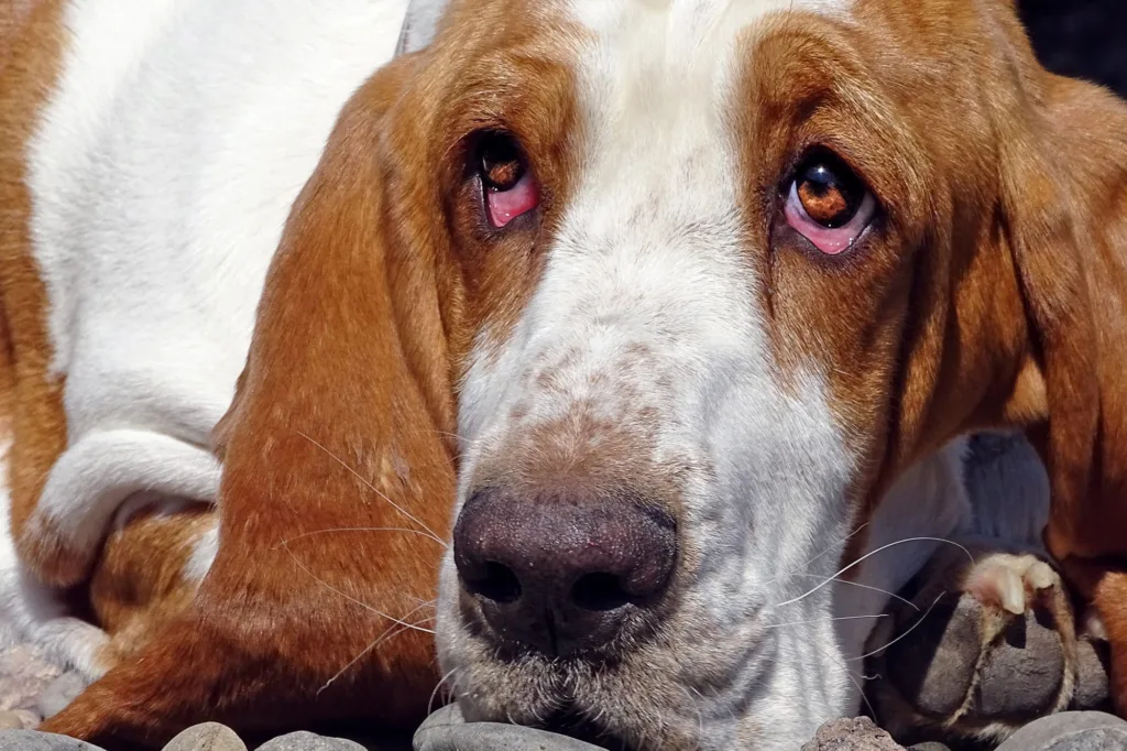 Лечение синдрома обвисшего глаза у собак: обзор эктропиона