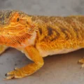 Training Your Bearded Dragon: Is It Possible?