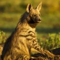 14 Facts About Aardwolf