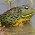 16 Tips About African Bullfrog