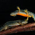 21 African Sink Newt Facts