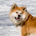 Dealing with Akita Shedding - Tips and Tricks