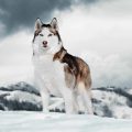 Alaskan Husky - 16 Less Known Facts
