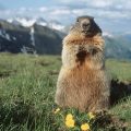 31 Facts About The Alpine Marmot