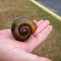 16 Interesting Facts About Apple Snail