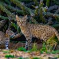 7 Facts About The Asiatic Wildcat