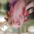 41 Facts About Axolotls