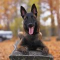 16 Facts About Black Belgian Malinois Dog Breed