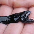 13 Less Known Facts About Black Dragonfish