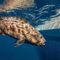 36 Facts About Black Grouper