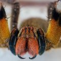 Brazilian Wandering Spider - 16 Interesting Facts