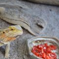 What Can Bearded Dragons Eat - Are Tomatoes Good For Them?