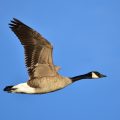 Canadian Goose - 15 Interesting Facts