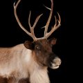 Are Caribou and Reindeer The Same Animal ?