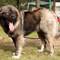 Caucasian Shepherd - Is It A Good Family Dog?