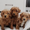 37 Facts About Cavapoo Breed