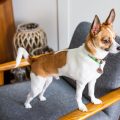 16 Facts About Chihuahua Terrier Mix