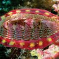 29 Facts About Chitons