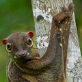 16 Facts About Colugos