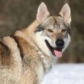 16 Facts About Czechoslovakian Wolfdog