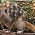 37 Eastern Quoll Facts