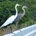 Egret Vs. Heron - What Are The Differences?