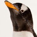 37 Facts About Gentoo Penguins