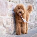 Golden Doodle - Breed Facts & Information