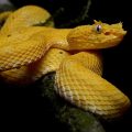 17 Facts About The Golden Lancehead Viper