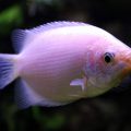 34 Facts About Gouramis